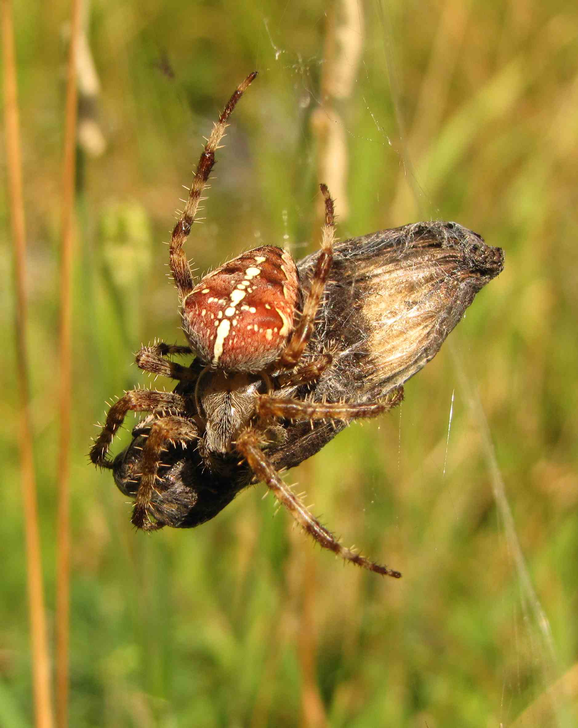 Araneus diadematus